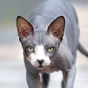 Le Chat Sphynx